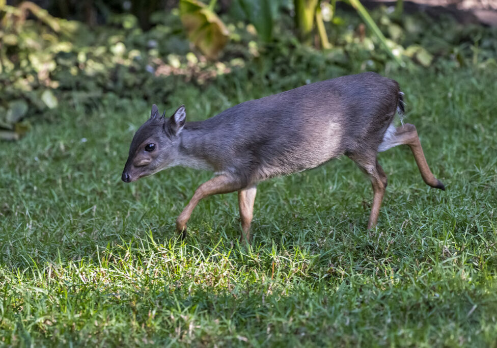 Blue Duiker