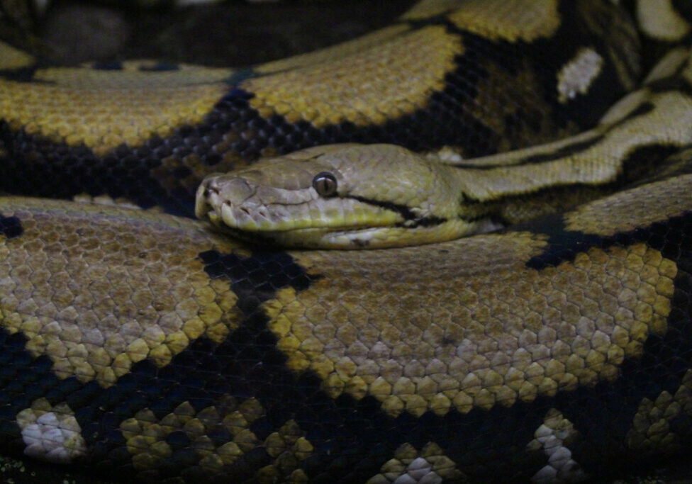 Reticulated-Python