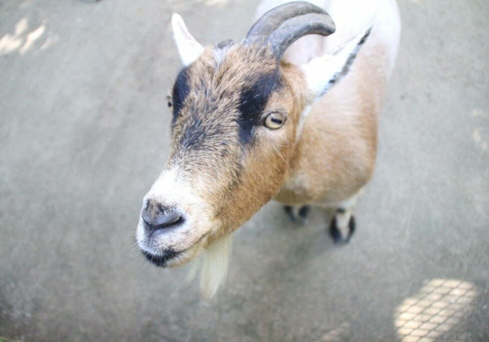 goats 4