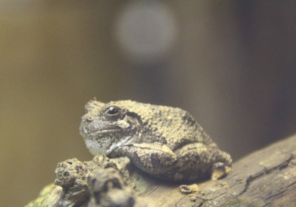 gray frog 1