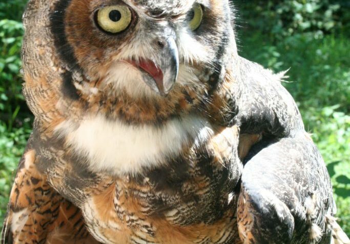 great horned owl 6