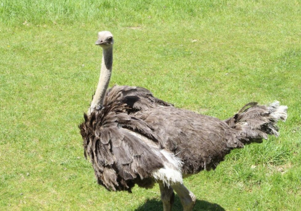 ostrich 1
