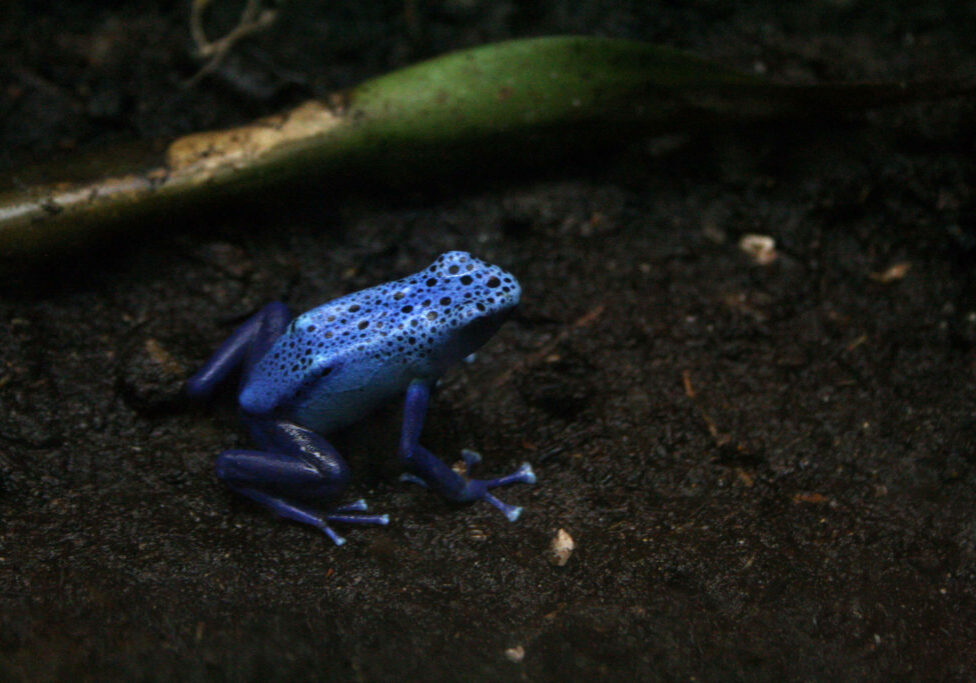 poison dart frog 4