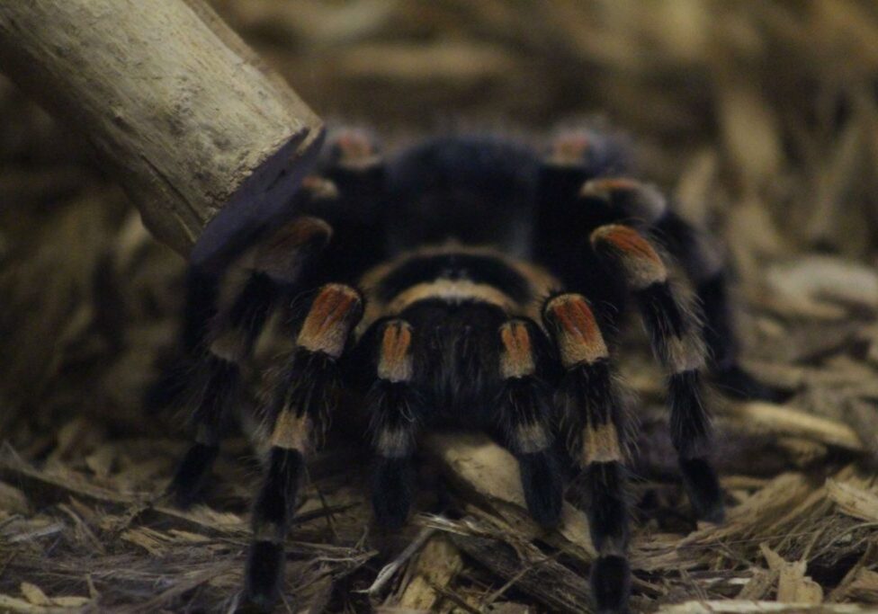 red knee tarantula 1
